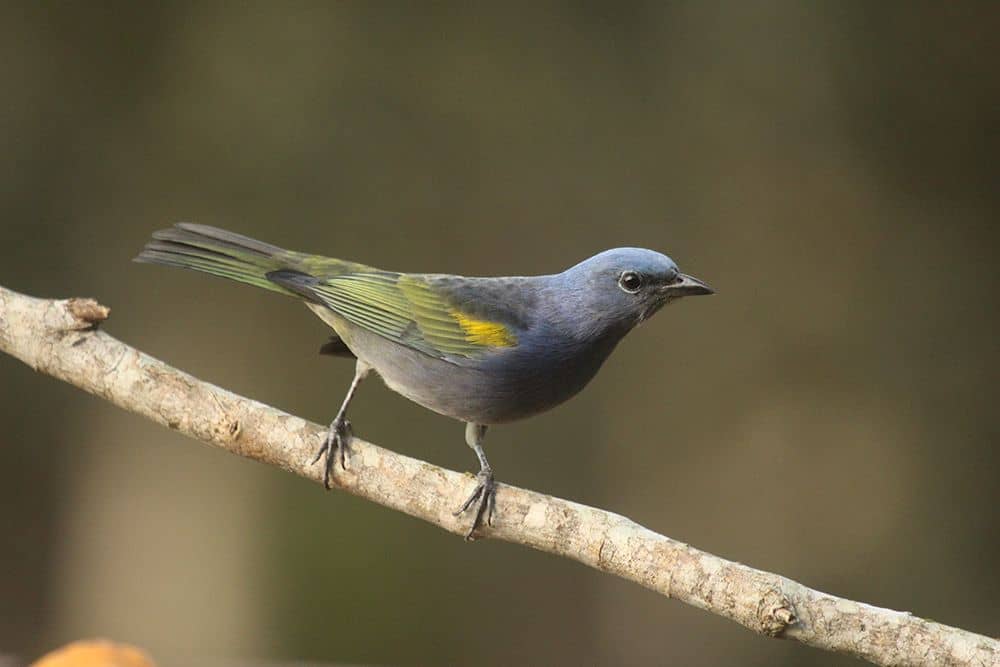 Golden-chevroned Tanager Itororo Brazil
