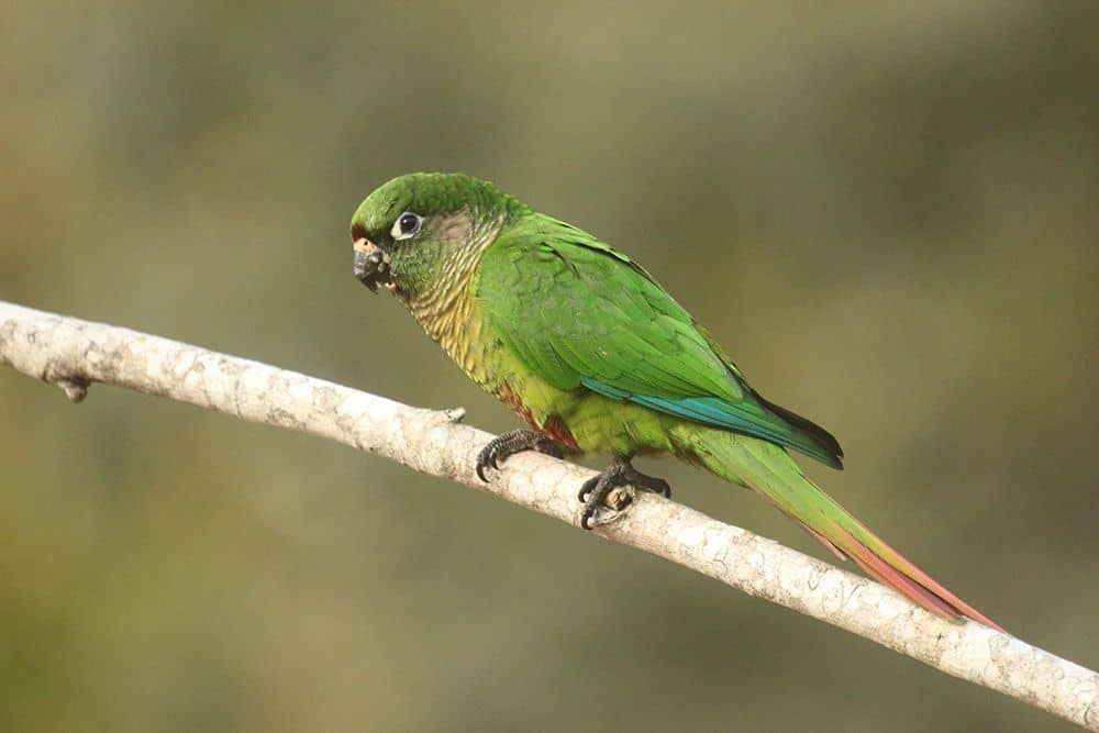 Reddish-bellied Parakeet Itororo Ecolodge