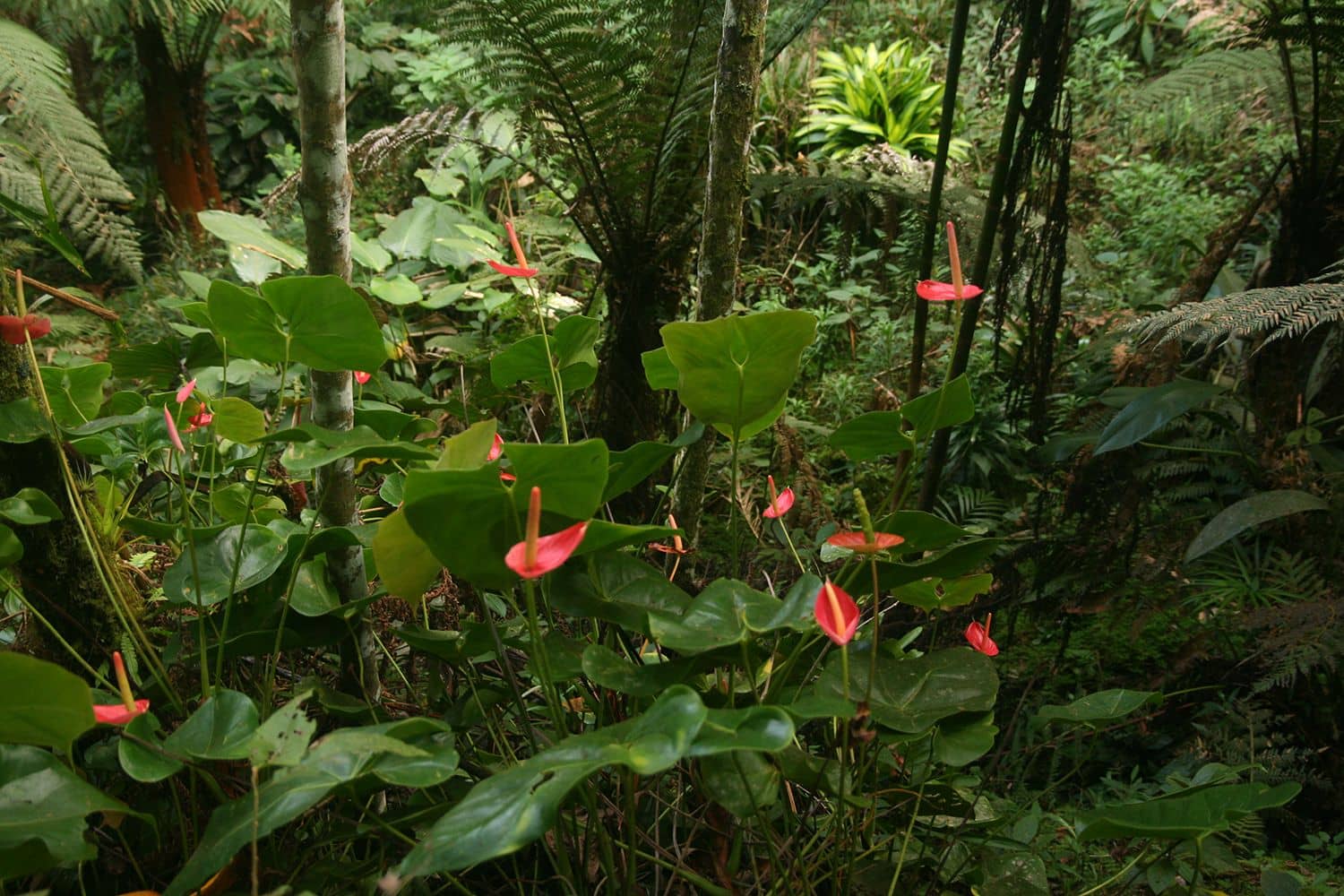 Brazil The Eco Lodge Itororó rainforest