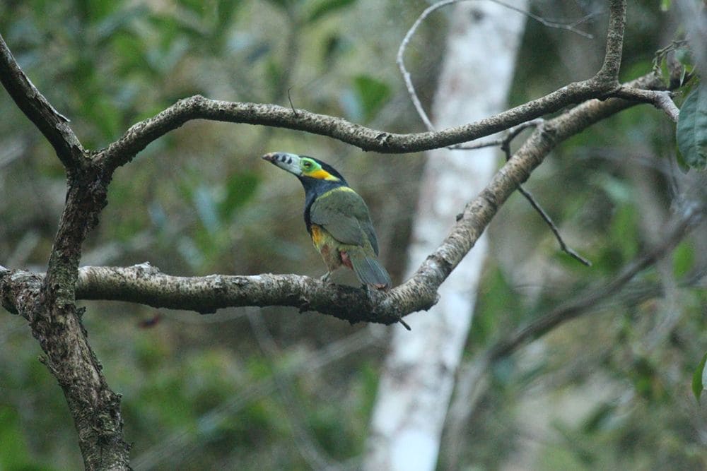 Spot-billed Toucanet Eco-lodge Itororó