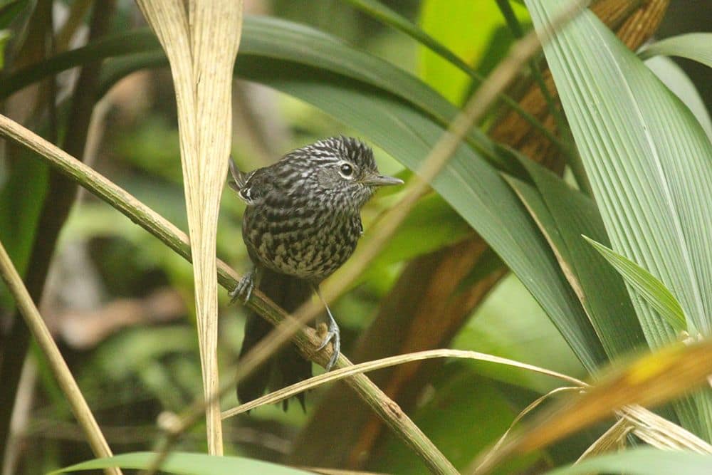 Dusky-tailed Antbird Itororo
