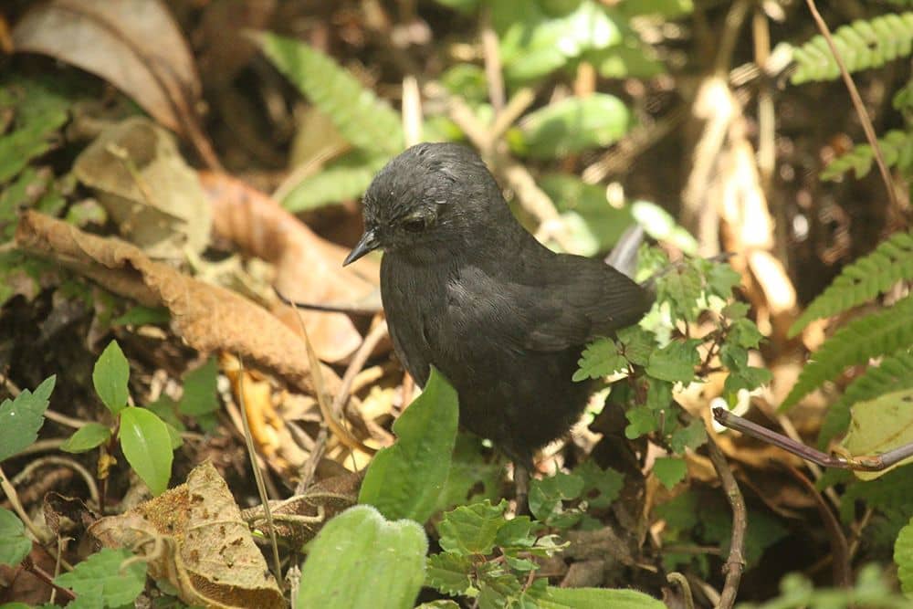 Mouse-colored Tapaculo Eco-lodge Itororó
