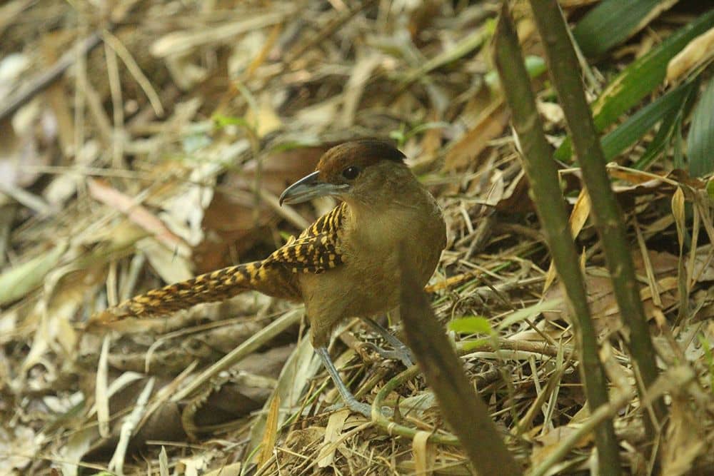Giant Antshrike Ecolodge Itororo